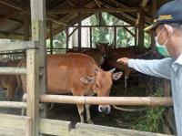 KUD Karya Jaya Merlung Berhasil Kembangbiakkan Sapi